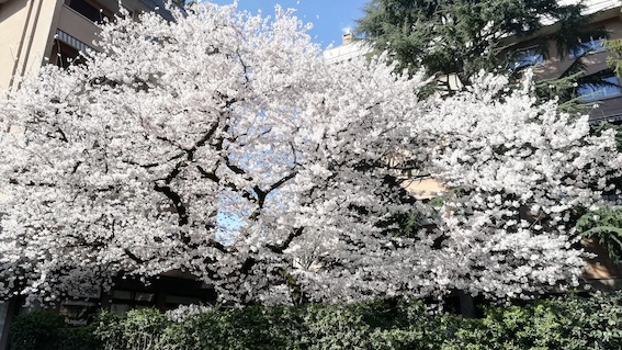 E' primavera: a Novara torna lo spettacolo della fioritura del ciliegio giapponese di via Marconi