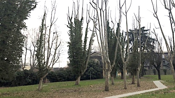 Provincia: avviate potature nelle sedi degli istituti scolastici del capoluogo