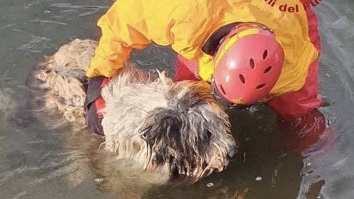 Romentino, cane caduto nel diramatore Vigevano salvato dai vigili del fuoco