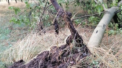 Piemonte, chiesto al Ministero lo stato di eccezionalità per i danni all'agricoltura di giugno