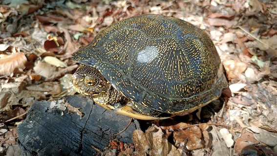 Parco del Ticino piemontese: trovato raro esemplare di testuggine palustre europea