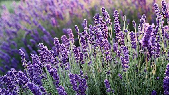 Cameri, a giugno torna il "Festival della lavanda"