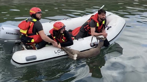 Capriolo soccorso ad Olengo
