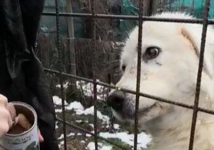 I cani sentono il freddo? I consigli di ANPANA Novara per l'inverno