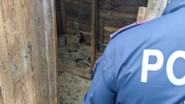 Novara, tre cani salvati dalla Polizia