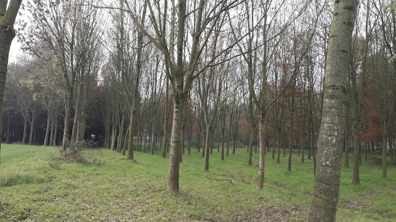  Progetto "Adotta un albero" di Novara Green e Legambiente: grandi risultati