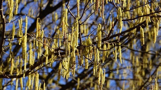 Arpa segnala la presenza di pollini in anticipo