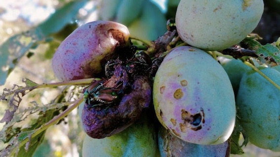 Coldiretti, nel Novarese allarme Popillia Japonica: danni