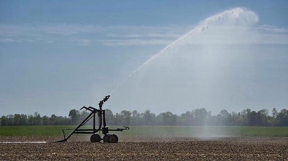  Perugini (Lega): "Ridate con equità l'acqua all'agricoltura novarese"