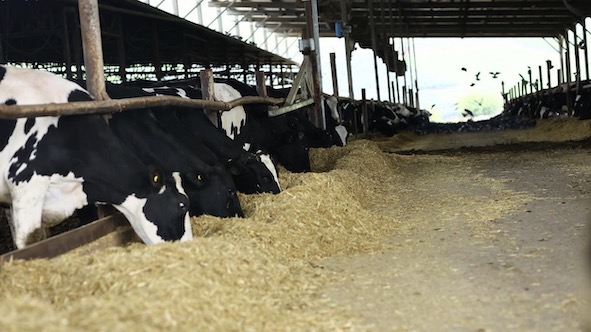 Siccità, Coldiretti Novara-Vco: "Stalle da latte in crisi con calo produzione e aumento materie prime"