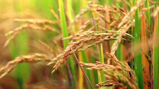 Coldiretti Novara-Vco: con carenza idrica sino al -70% di riso