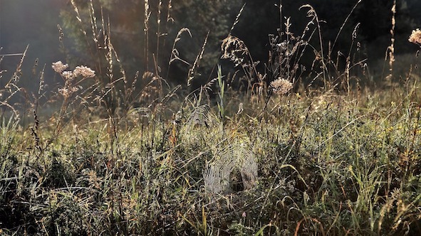 Garbagna, vicina la scadenza degli sfalci obbligatori