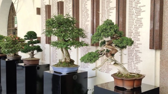 Novara, mostra dell'Arte Bonsai Club Novara. Foto