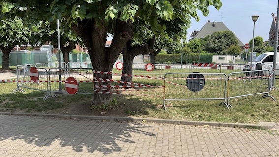  Cerano, albero transennato nel parco