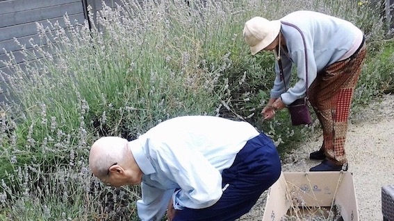 Giornata dell'Ambiente alla Rsa "Mater Dei" con l'orticoltura terapeutica