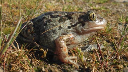  Giornata Mondiale della Biodiversità: il Parco del Ticino e Lago Maggiore la dedica al Pelobate fosco