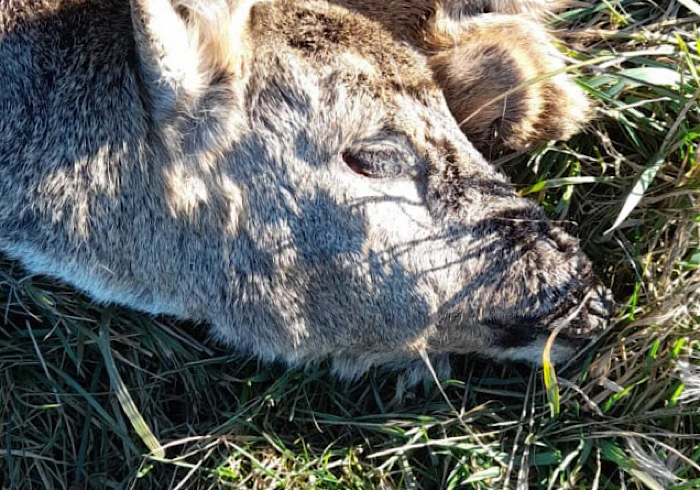 Bracconieri in azione in Lomellina: resti di caprioli e cinghiali abbandonati in campagna 