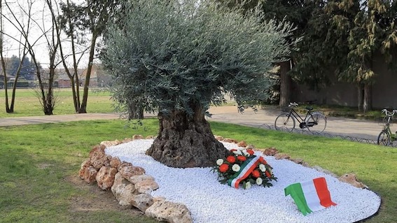 Cameri, piantumato un ulivo in memoria delle vittime del covid