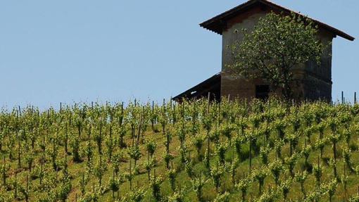 Piemonte, bando regionale per la ristrutturazione e riconversione dei vigneti
