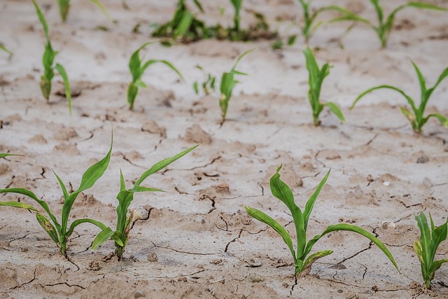 Vespolate, svolto incontro sulle problematiche relative alla siccità in agricoltura