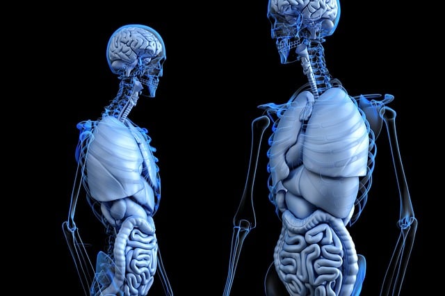  A Novara "Upo Anatomy Talents", evento formativo divulgativo sull’Anatomia