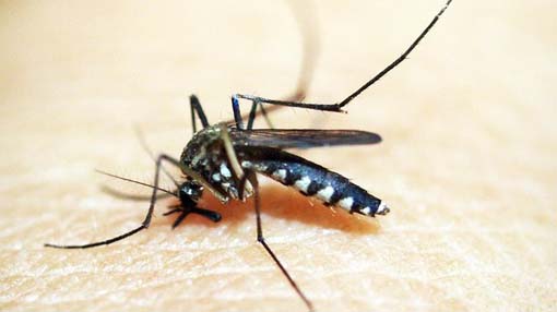 Trecate, avviata campagna annuale di lotta alle zanzare