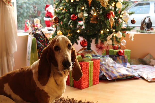 Campagna natalizia di Anpana Novara: gli animali non sono giocattoli da regalare