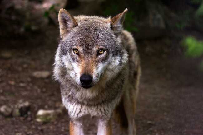 Presenza del lupo, nessuna criticità nel Novarese