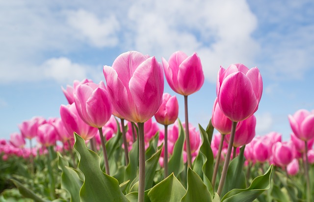 Cameri, a breve aperto un campo di autoraccolta di tulipani