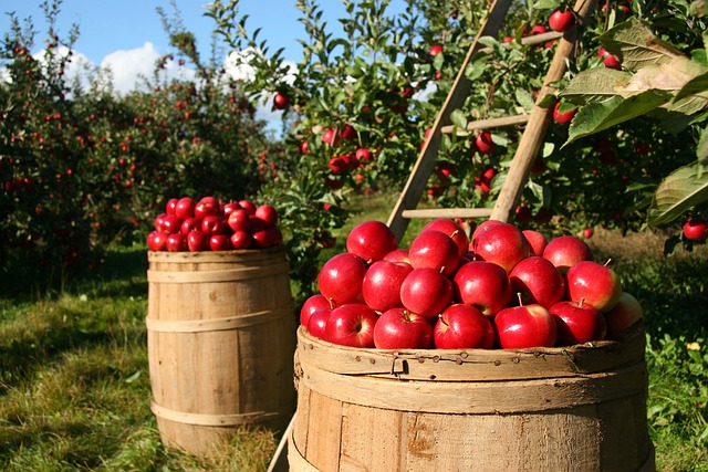 Agricoltura, Cia chiede di anticipare il click day per il decreto flussi