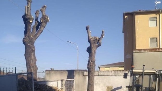 Trecate, verde pubblico: manutenzione e potatura del patrimonio arboreo comunale