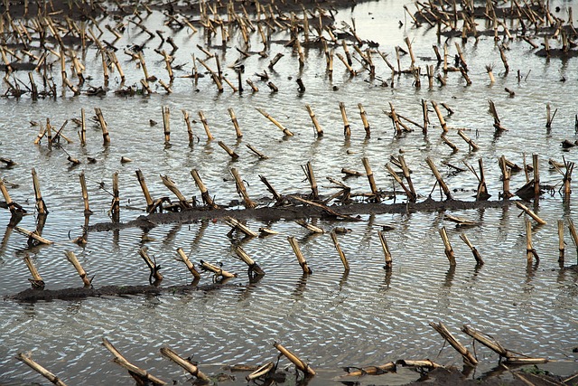 Cia, alluvione 2020: ancora nessun risarcimento alle aziende agricole