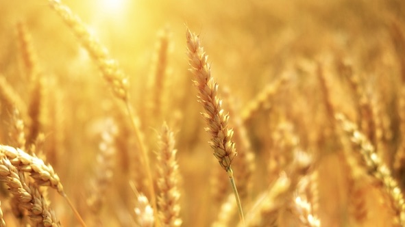 "Salviamo il grano italiano": partita la petizione nazionale di Cia