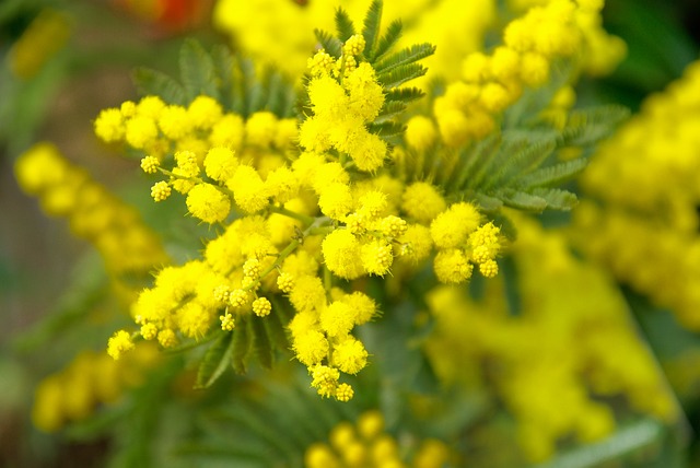 8 marzo, Cia: mimose un business da 12 milioni di euro