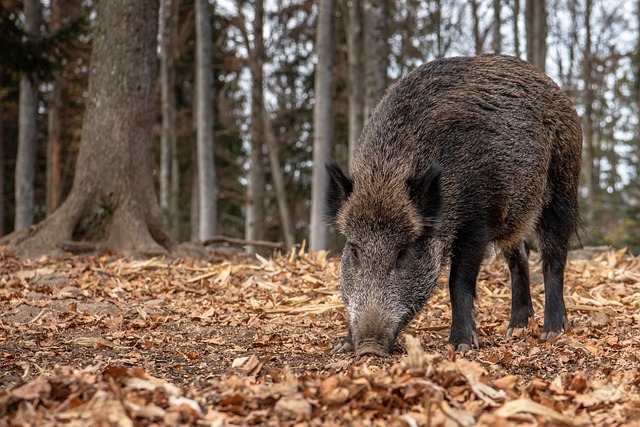cinghiale copia