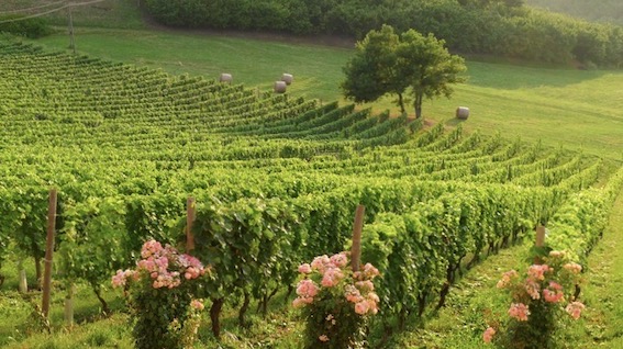 Anche nel Novarese partita la vendemmia