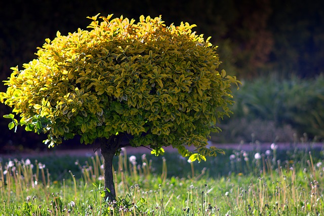  Ente aree protette Ticino porta un albero nelle scuole per la celebrare la natura 