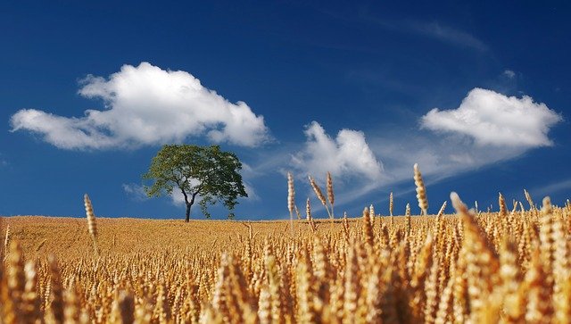 La Regione in supporto dei giovani agricoltori. In arrivo il bando