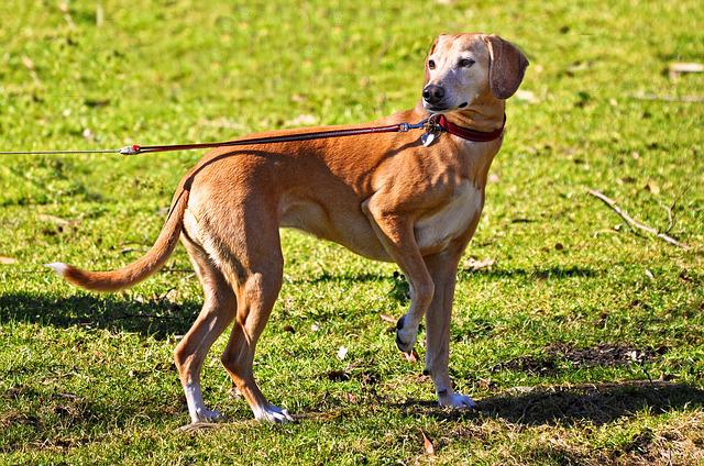 Pettenasco, il Comune ricorda l’obbligo di tenere i cani al guinzaglio 