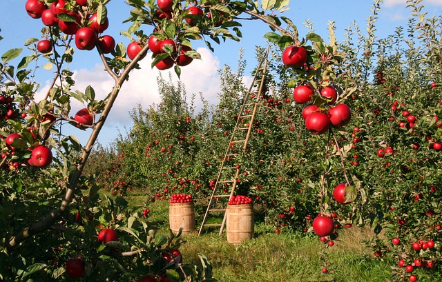 Sagra delle mele antiche a Soriso