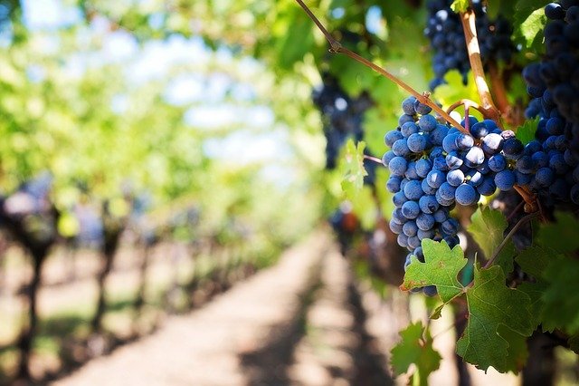 Enoturismo attivo: nel progetto di vendemmia turistica coinvolti i comuni del Colline novaresi