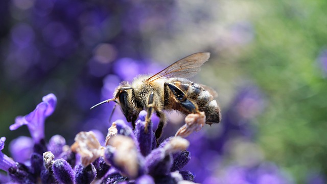 A Cureggio arriva “Naturale! Mercato dei produttori locali per la biodiversità”