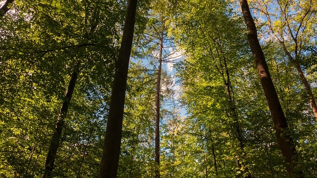 LENO2022, dal Piemonte il modello per la sostenibilità della filiera bosco-legno-energia