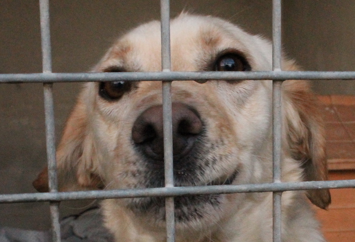 Coronavirus: dalla Regione una campagna contro l'abbandono degli animali 