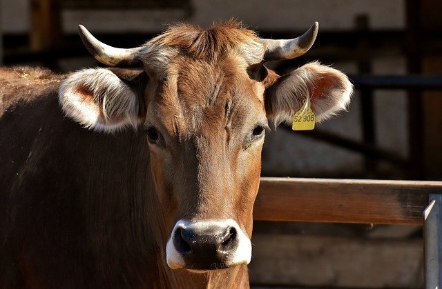 Coronavirus: comparto caseario in sofferenza, la Regione propone il "patto del latte" 