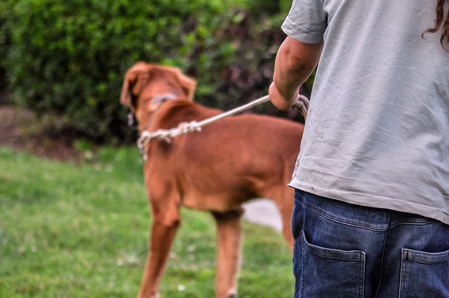 Dog sitter: verso l'albo regionale 