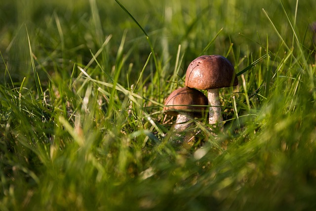 Funghi: istruzioni per l'uso. I consigli dalla Regione per raccoglierli in scurezza 