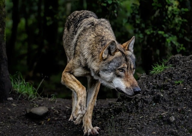 Avvistato lupo nelle frazioni di Pettenasco, avviso del sindaco e raccomandazioni 