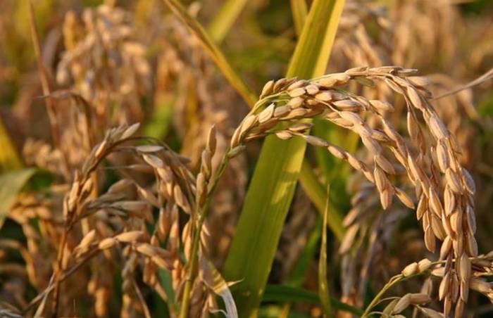 #madeinpiemonte - #sceglipiemontese: la campagna social della Regione in difesa dell'agroalimentare 