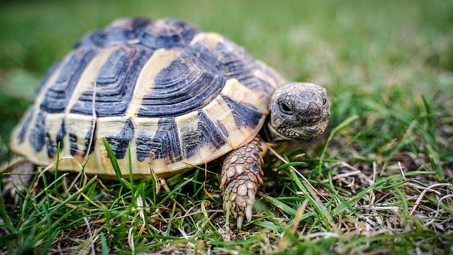 Tartarughe sequestrate in un deposito abusivo di rifiuti